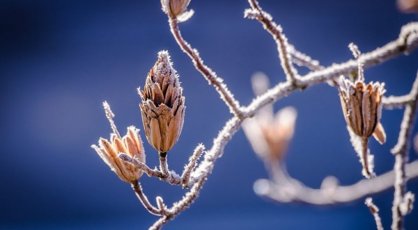 winter_frost_natur_baum